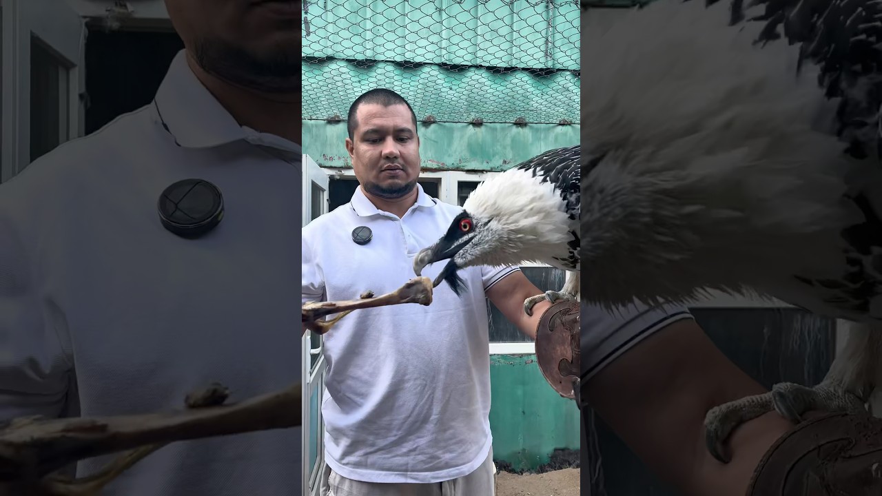 Saqaltay - Vulture #naturelovers #animals #planetearth #zoo #birds #animallife #wildlife #travel