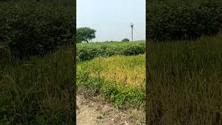  Agricultural Land for Sale in Mauda, Nagpur