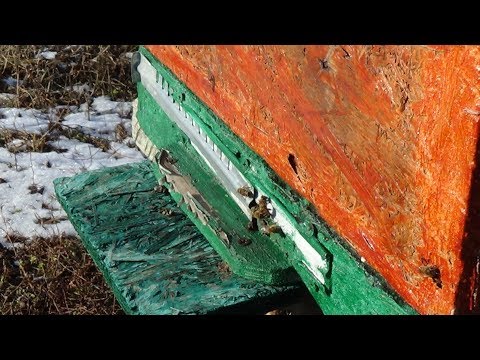 Визуальный анализ зимних облётов пчелы, пасека