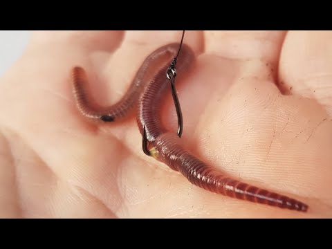 How to rig live worms. Best method.