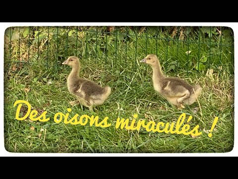 , title : '🐾💥  Oisons miraculés 🇫🇷 !! 🐣🐤🐦💥🐾'