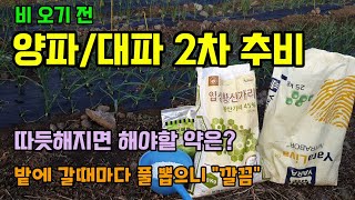 양파/대파 추비시기  2차추비로 황산가리와 질산칼슘을 주었고 양파대파밭에 토양살충제 뿌리는 이유