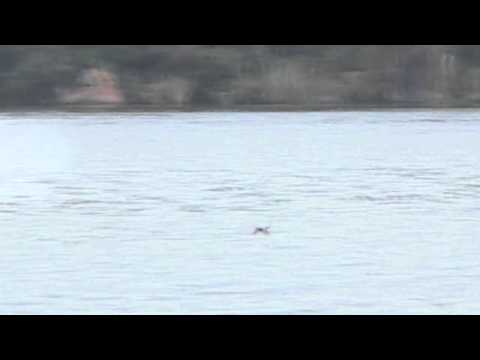 Тигрови риби нападат лястовички в Африка