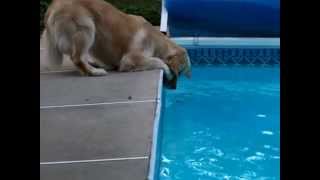 The Little Frog and the Great Big Dog