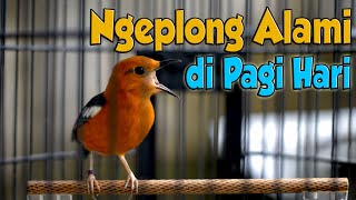 Download lagu ANIS MERAH - ANIS MERAH NGEPLONG ALAMI DI PAGI HARI mp3