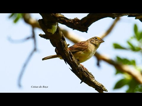 Canto do TICO-TICO-DO-CAMPO (AMMODRAMUS HUMERALIS), GRASSLAND SPARROW, AVE-EXÓTICA, Beleza natural.