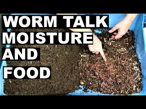 Compost Worm Bin Problems- European Night Crawlers