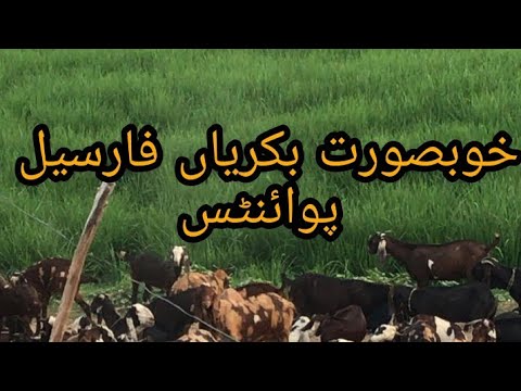 syhad afthar Sha Goat Farm lalamusa in Gujarat Bethel Goat Farm Pakistan Gujarat