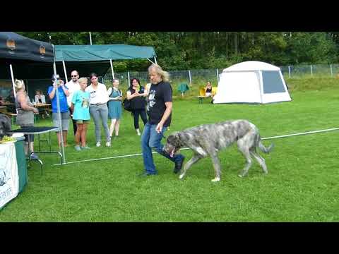 Rüden Jugendklasse V1 JugendBOB  Nathan Carter Roan Inish