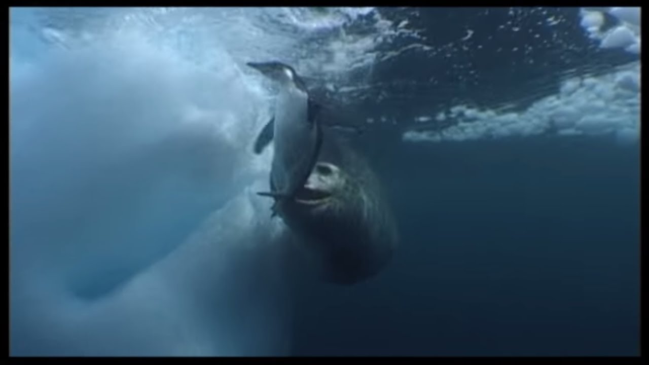 Leopard Seals Play With A Penguin - Documentarytube.com