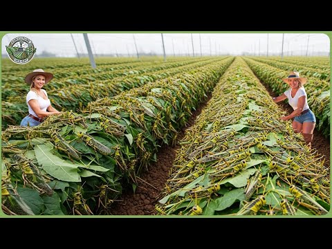 How Billions of Locusts Are Raised & Processed - Fascinating Locust Farming For Meat