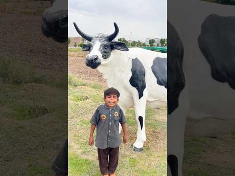 rezoo ki cow 🐄 videos