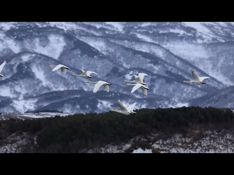 ЛЕБЕДИНЫЙ ПРИЮТ | Новости Камчатки | Масс Медиа