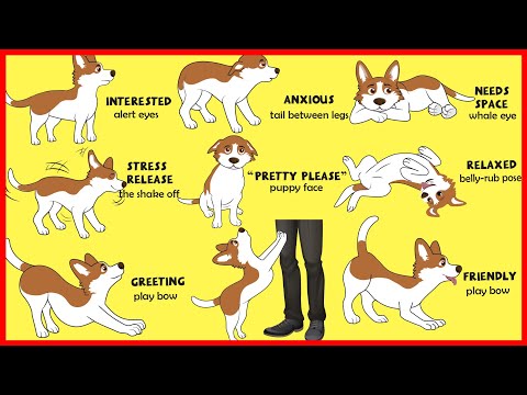 Dogs' Body Language Explained