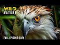 THE PHILIPPINES Secrets Of The Archipelago S Hidden Creatures Animal Documentary
