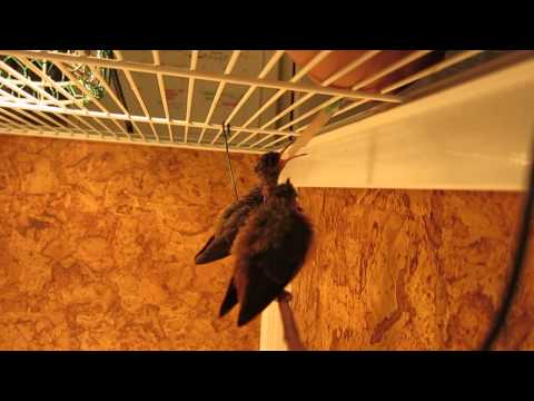 Einzigartiger Kolibri-Nachwuchs