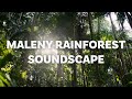 Sink into the sounds of Maleny Rainforest, QLD | Soundscape (1 hour)