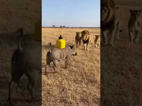 moment funny , Escape lions 🦁 #warthog's #lions' #Escapelions  #momentfunny #funny #animalfunny