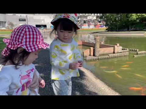 園芸 槍状のオオバコ、狭いオオバコ、5本肋骨の草、ノウサギの穂