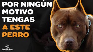 PITBULL TERRIER AMERICANO: 7 RAZONES PARA NO TENERLO