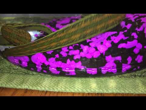 HIRUDO VERBANA LEECH WATER CHANGE