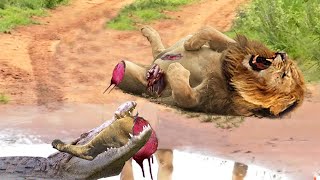 Shocking Moments When Painful Lion's Leg Was Bitten Off By Crocodile During Crossing River