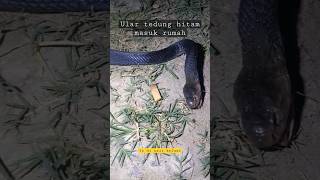 Download lagu ular tedung hitam masuk rumah #shorts mp3