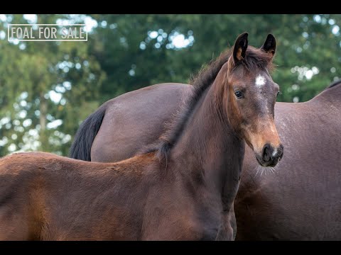 SOLD: Colt 2020 - Le Formidable x  Kennedy