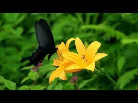 RELAXING SOUNDS OF FLOWER AND RAIN // REALXING WHEN MEDITATE