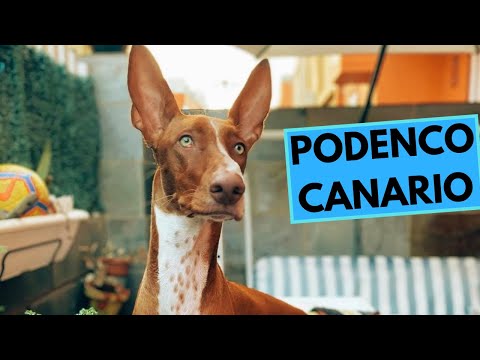 Podenco Canario - TOP 10 Interesting Facts