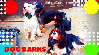 Собака лает Dog barks Подпишитесь на канал https://www.youtube.com/c/ziminvideo Собака лает. Забавные собаки ждут своего хозяина. Белая собачка постоянно лает и напоминает хозяину, что мы здесь и ждём