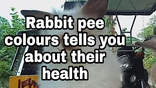Rabbit 🐇 Pee Colors tells you about a rabbit 🐰 health/by:Fam familia