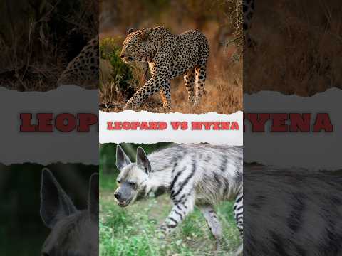 🤔Leopard Vs Hyena😦
