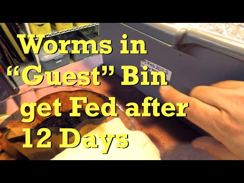 76-day "guest" compost barrel worms fed after 12 days - vermicompost