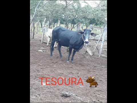 Toada da vaca Tesoura