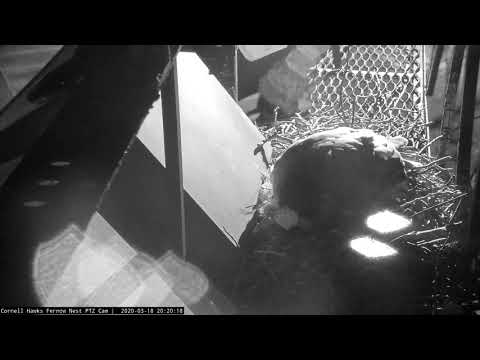 Big Red Lays First Egg of 2020 Cornell Red-tailed Hawks Season!