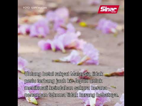 Keindahan Tekoma: Musim 'Sakura' Malaysia
