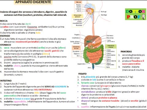 🍏 DIGESTIVE SYSTEM (simple, with video, images, and diagrams)