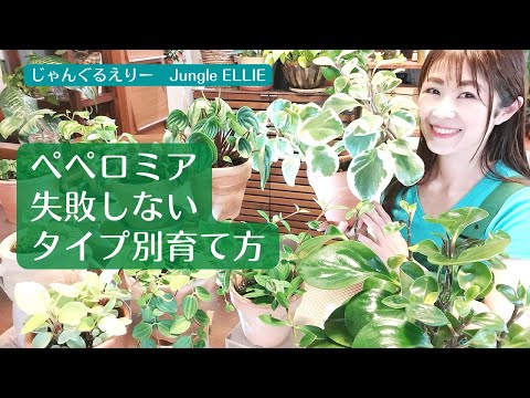 園芸 中国のお金の植物、宣教師の植物、ペペロミアの葉ピレア