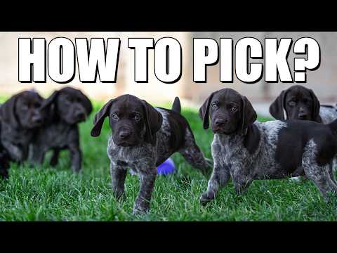 How Do You Pick The Right Puppy Out Of A Litter