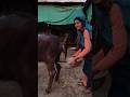 Buffalo Calf Pooping BuffaloCare Dairy BuffaloMilk Baffalo Cow Village Animals Shorts