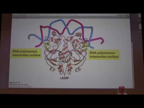 49.  Kevin Ahern's Biochemistry - Gene Expression in Prokaryotes