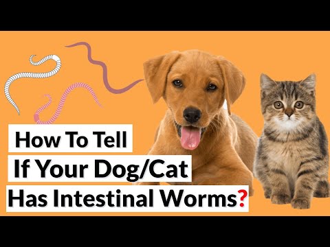 How To Tell If Your Dog/Cat Has Worms?
