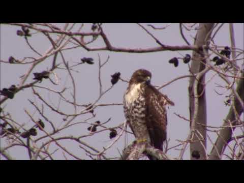 Red Tailed Hawk tired of hanging around
