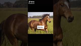 What animals with down syndrome looks like 😳