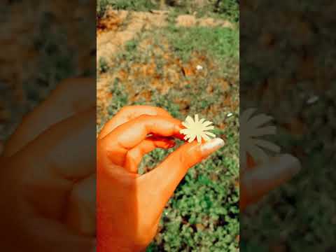 silhouette challenge Tiktok | boss Betty blogger | red silhouette challenge | flowers creativity