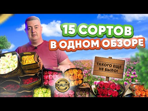 Розы Orange Reeva, Twilight и Enchantment 40 см | Плантация Ponte Tresa | Эквадор | Цветы оптом