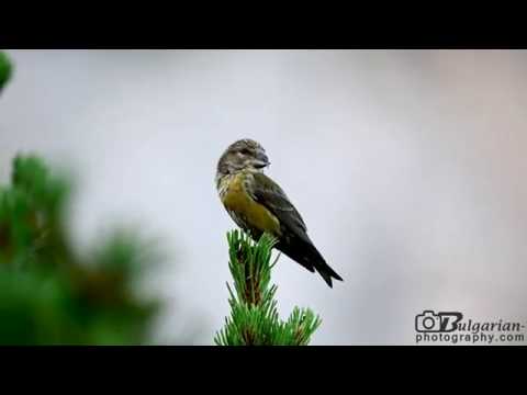 Common Crossbill (Loxia curvirostra)