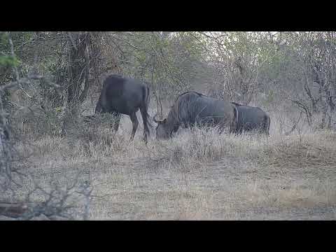 Djuma: Wildebeests - 17:40 - 09/26/21