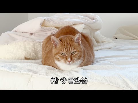 분명히 다이어트 중인 고양이